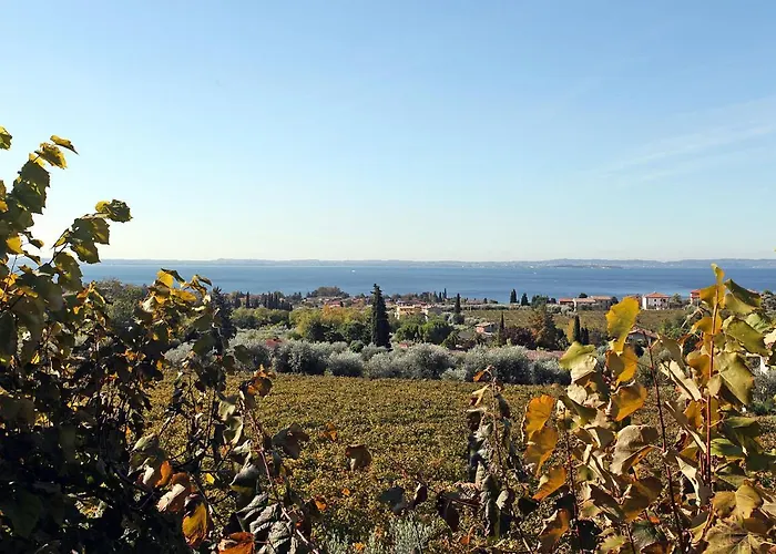 Bellavista باردولينو